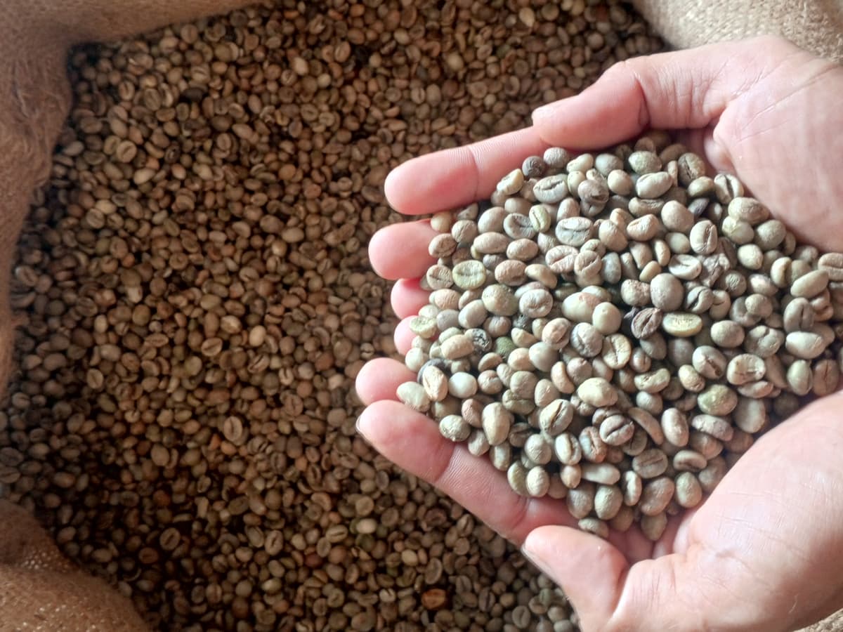 Coffee Plantation Landscape