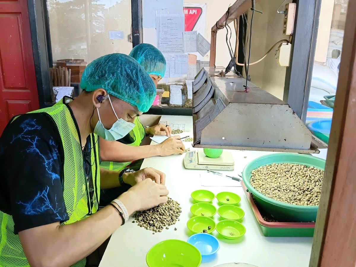 Grading & Sorting Coffee Beans