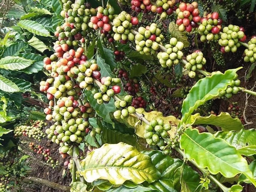Raw Coffee Beans