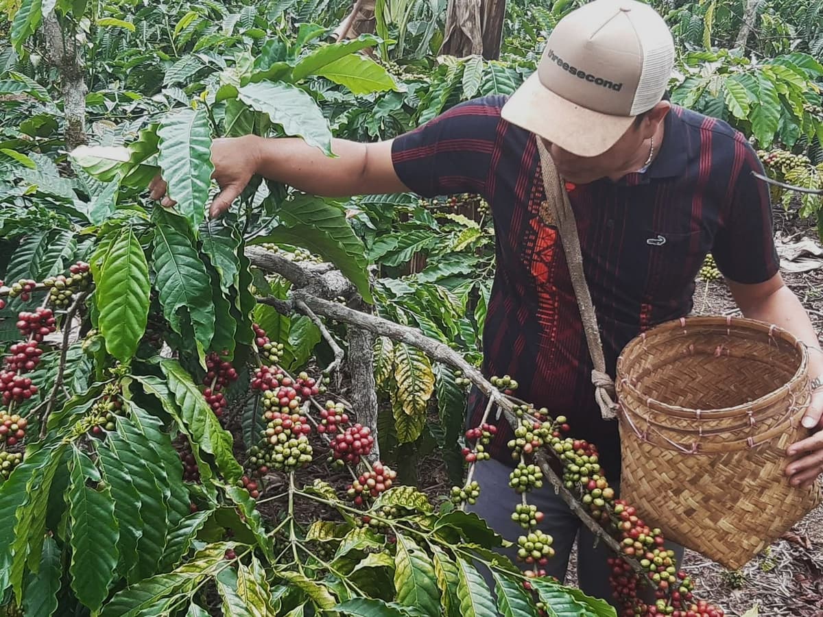 Local Coffee Farmer
